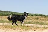 BORDER COLLIE 243